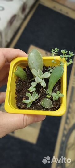 Мини садик из суккулентов
