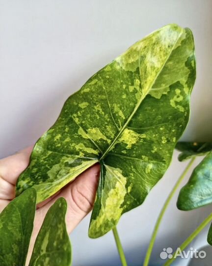 Клубни вариегатных алоказий