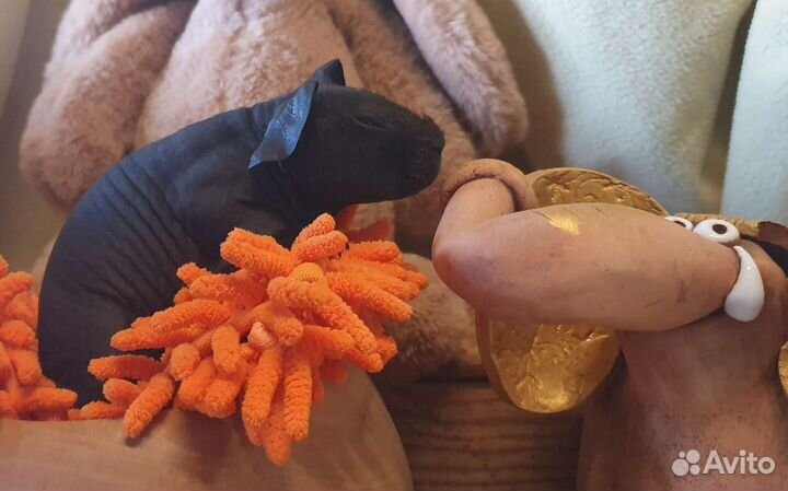 Морская свинка Скинни