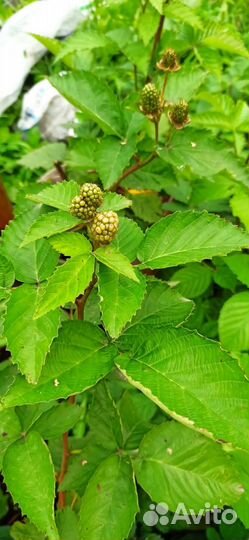 Ежевика без шипов