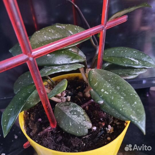 Хойя-коллекция и создание зеленого интерьера