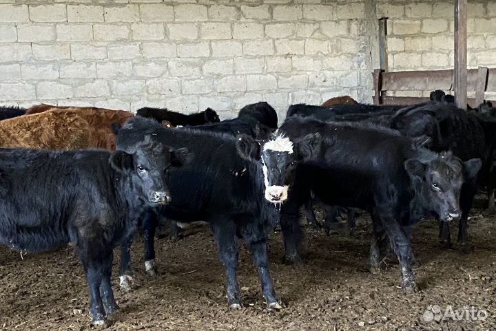 Продаются телки