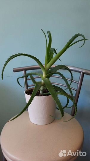 Алоэ (столетник)