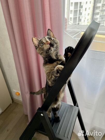 Маленькой Джесси нужен дом и семья