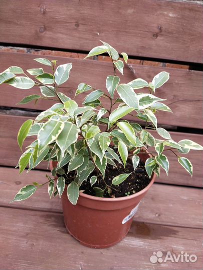 Бенджамина и другие