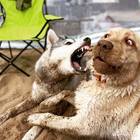 Лабрадор для вязки