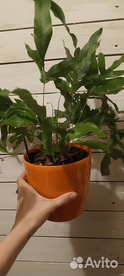 Флебодиум Blue Star Блю Стар