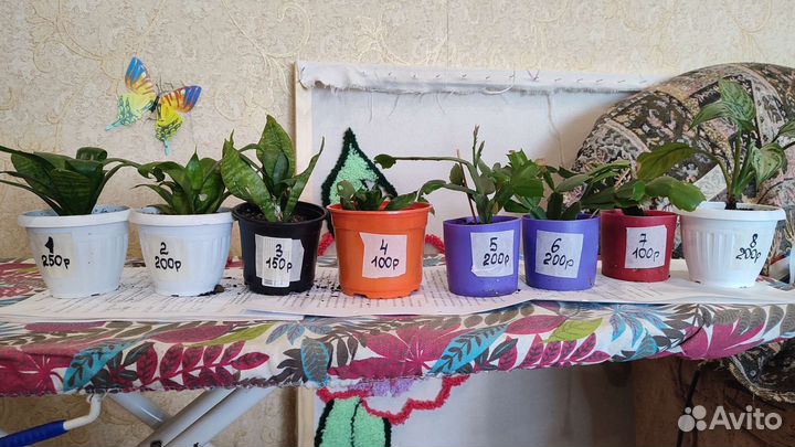 Растения для флорариума