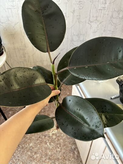 Фикус черный принц