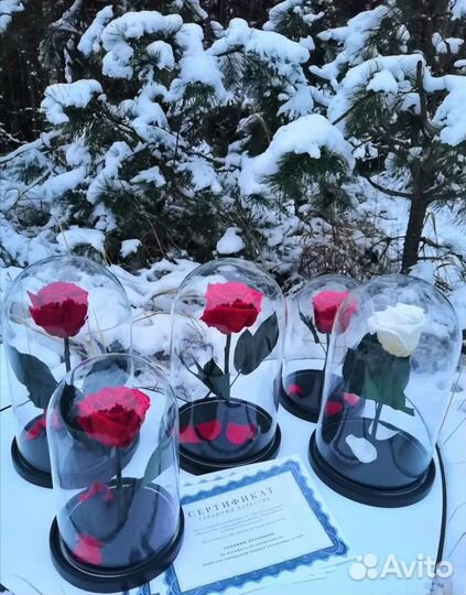 Роза в колбе