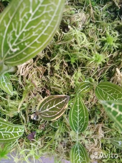 Драгоценная орхидея