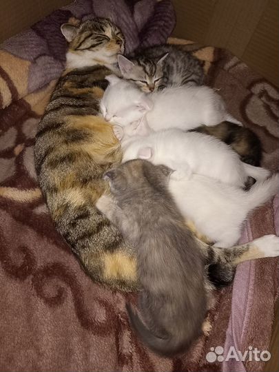 Отдам Очаровательных котят
