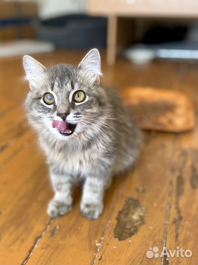 Коткнок подросток мальчик 6 месяцев