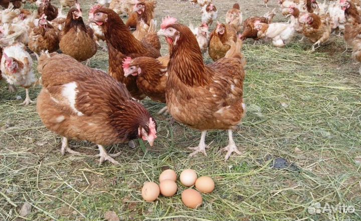 Куры несушки