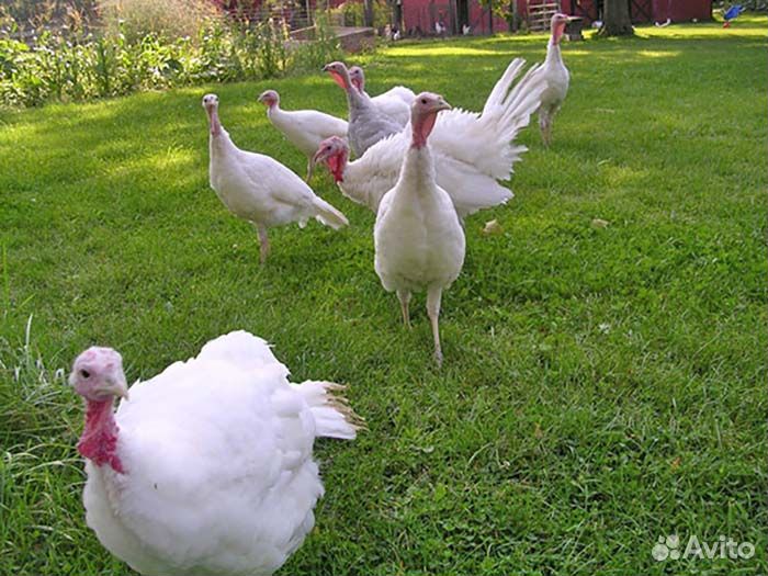 Индейка. Мясо индейки. Домашняя индейка