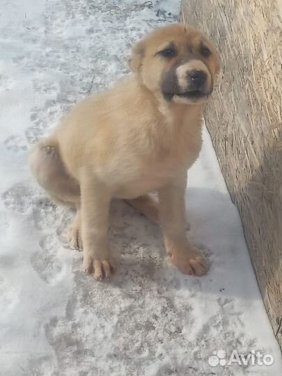 Собака алабайчики