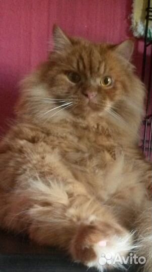 Красный котик ищет семью