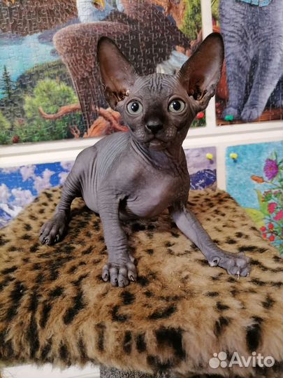 Котята сфинкса