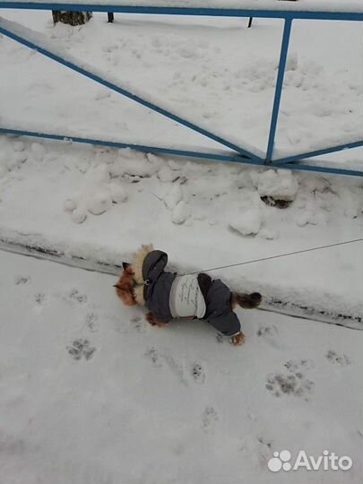 Передержка животных