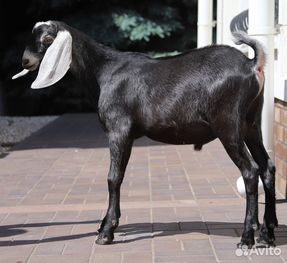 Англо-нубийский козлик