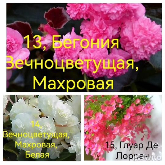 Укорененные черенки Бальзамина и Бегонии