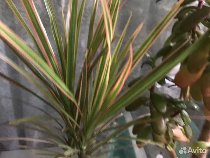 Кордилина, живое дерево