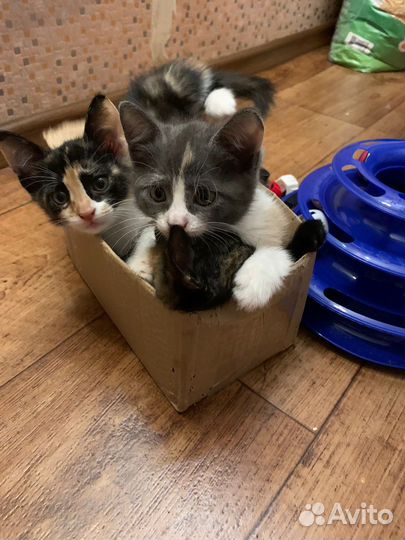 Котята в добрые руки
