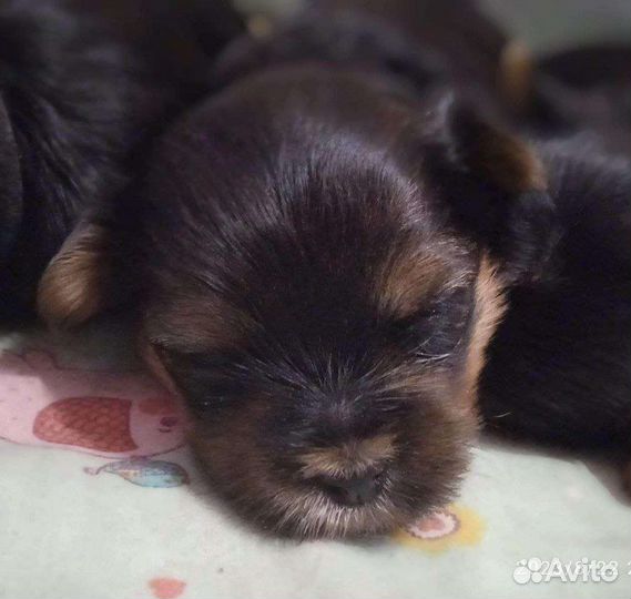 Йоркширский терьер щенки