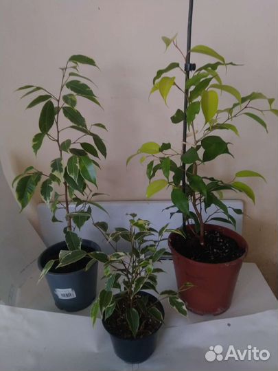 Фикусы разные
