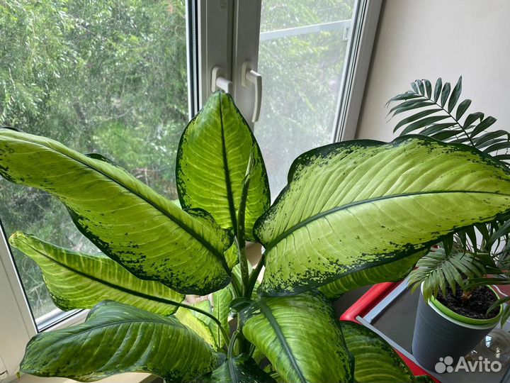 Диффенбахия