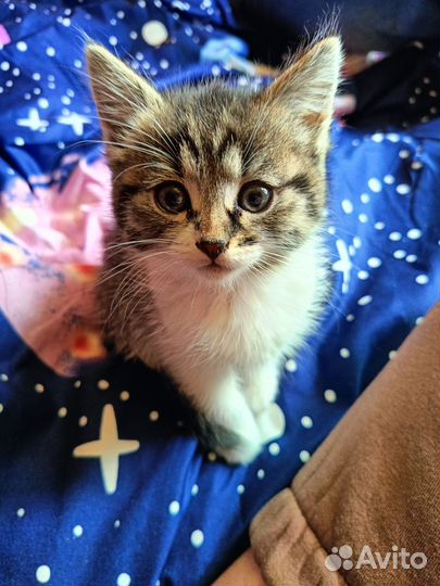 Котенок девочка в добрые руки
