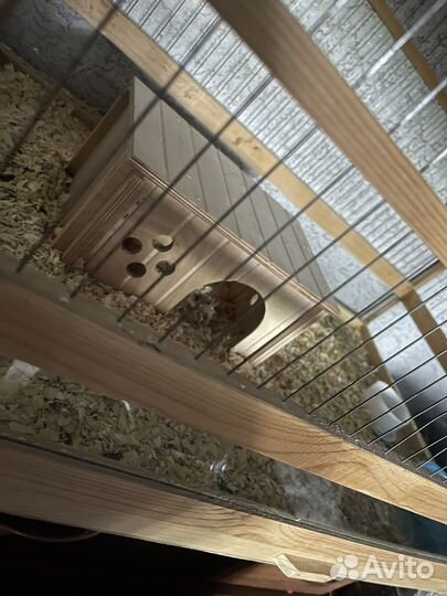 Карликовый африканский ежик