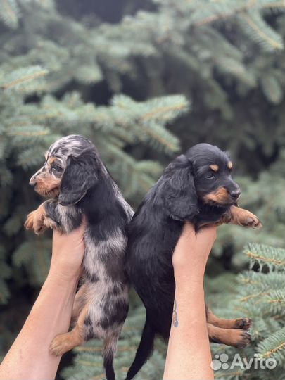 Кроличья такса девочки