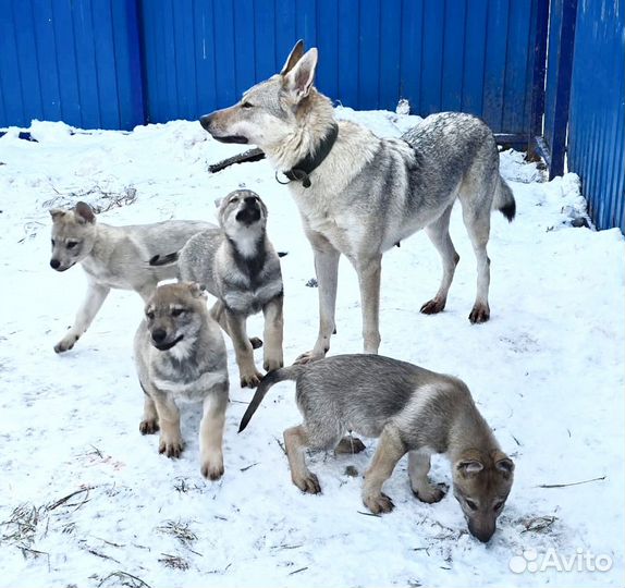 Щенки волкособа