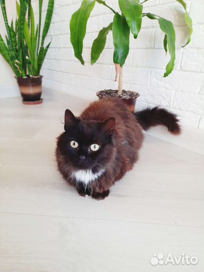 Кот в добрые руки