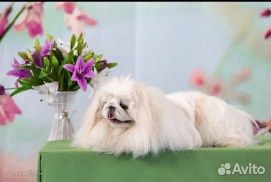 Пикинесы вязка