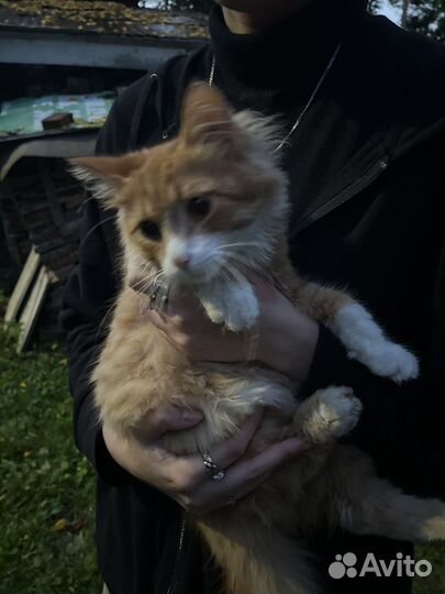 Кошка в дар