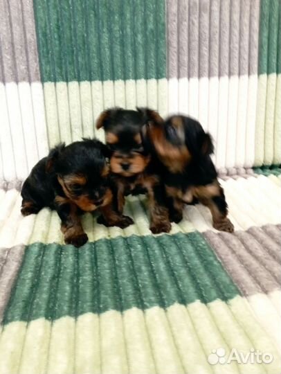 Йоркширский терьер мини беби фейс щенки