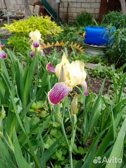 Ирисы бородатые 30руб