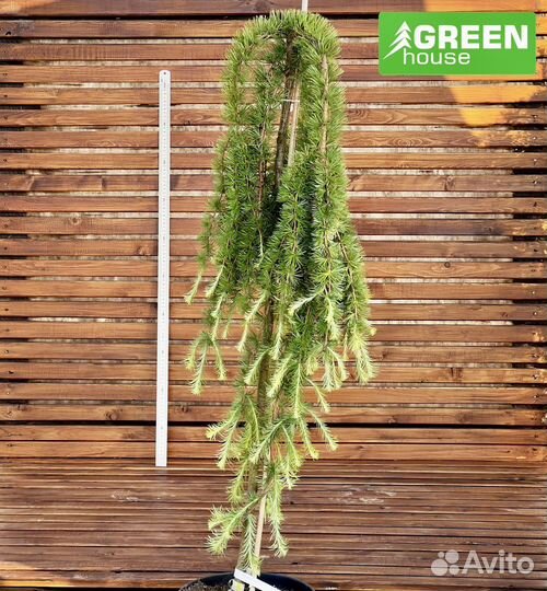 Ива Хакуро Нишике (С5)