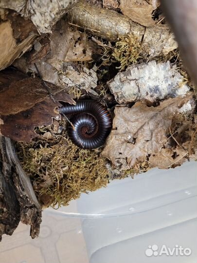 Экзотические питомцы