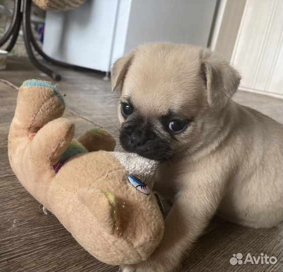 Мопс щенки-метисы