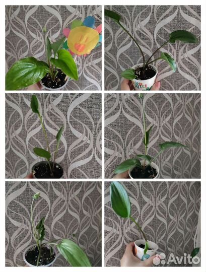 Дримиопсис