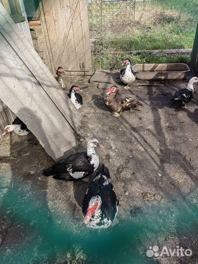 Индоутки селезни