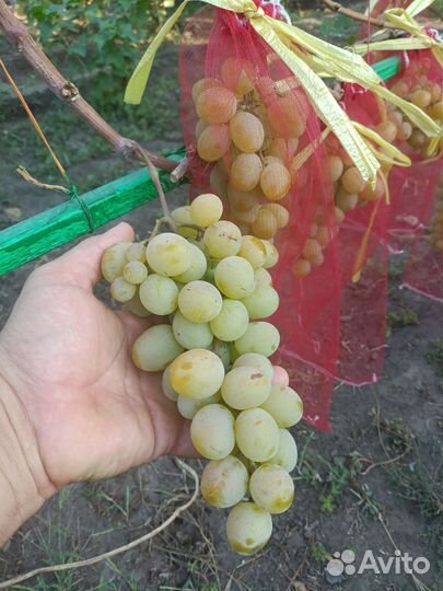 Виноград