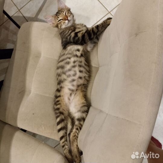 Кошечка 4 месяца