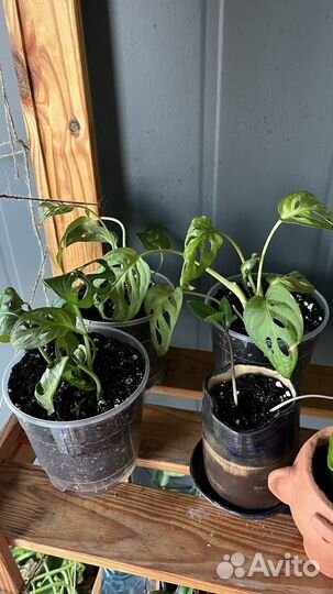 Монстера манки