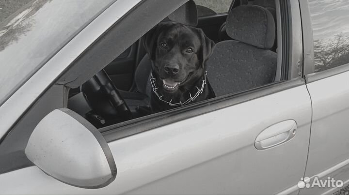 Кобель лабрадора вязка