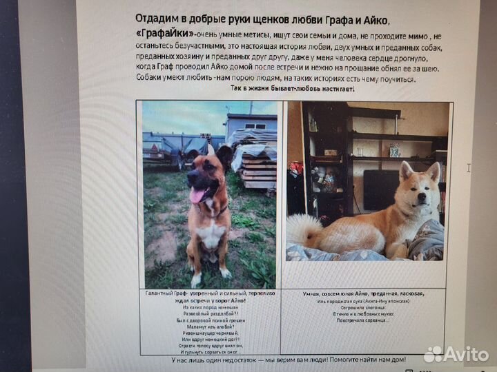 Собаки щенки бесплатно