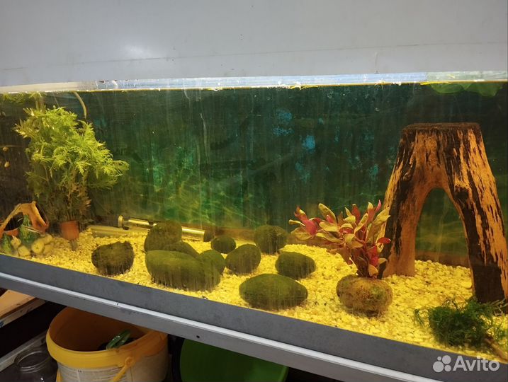 Аквариумные растения